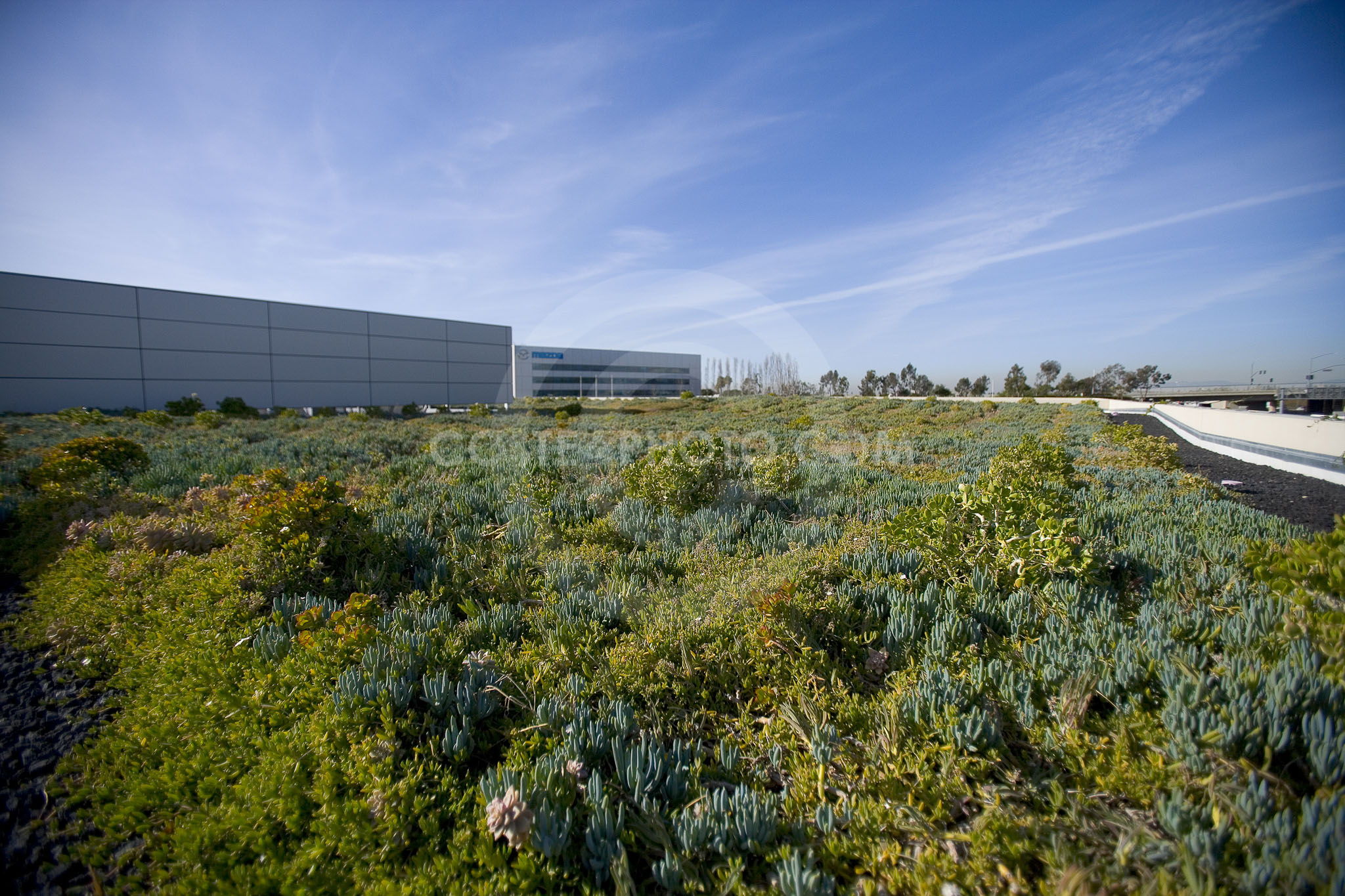 PAG Green Roof 025