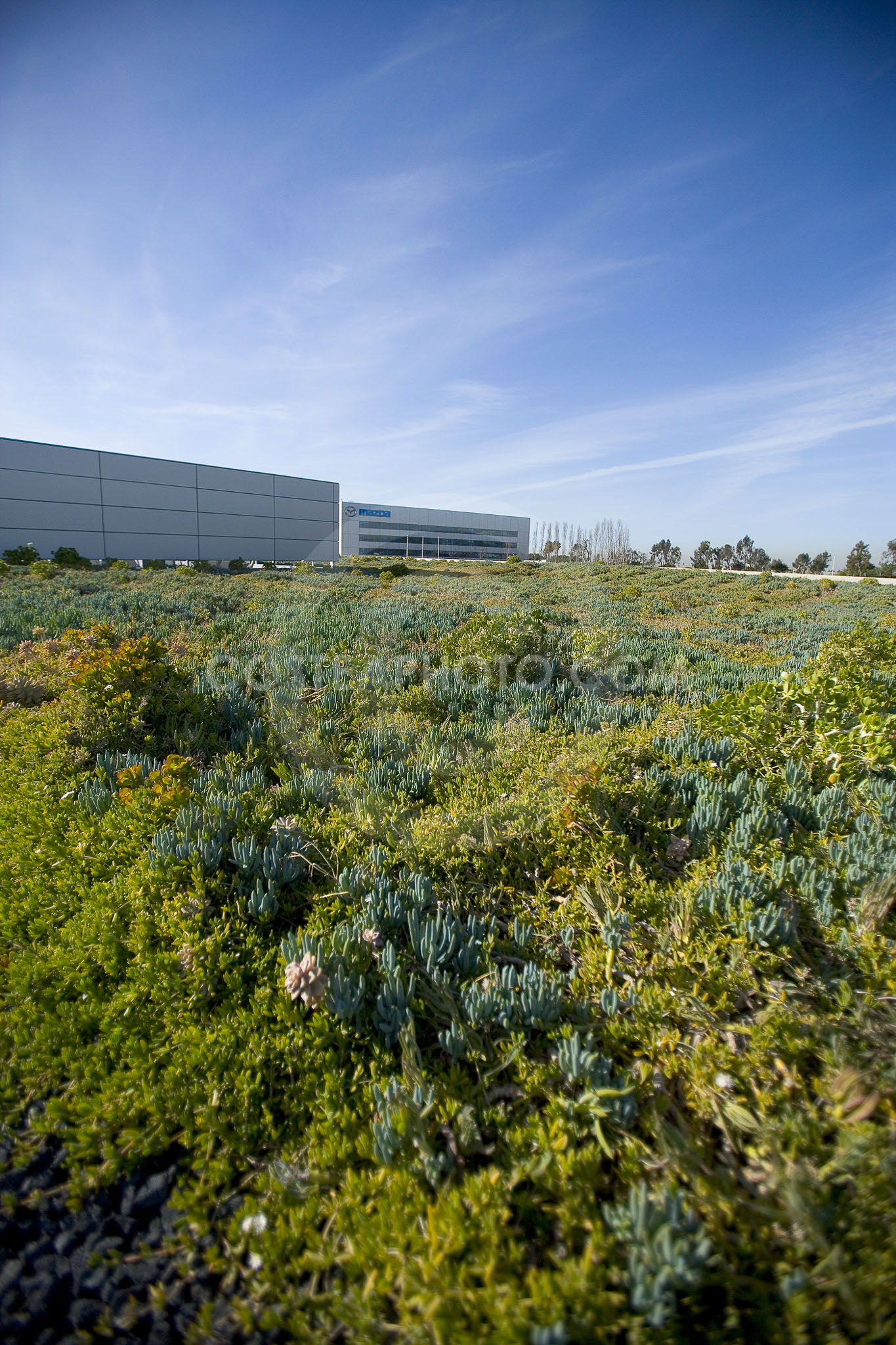 PAG Green Roof 026
