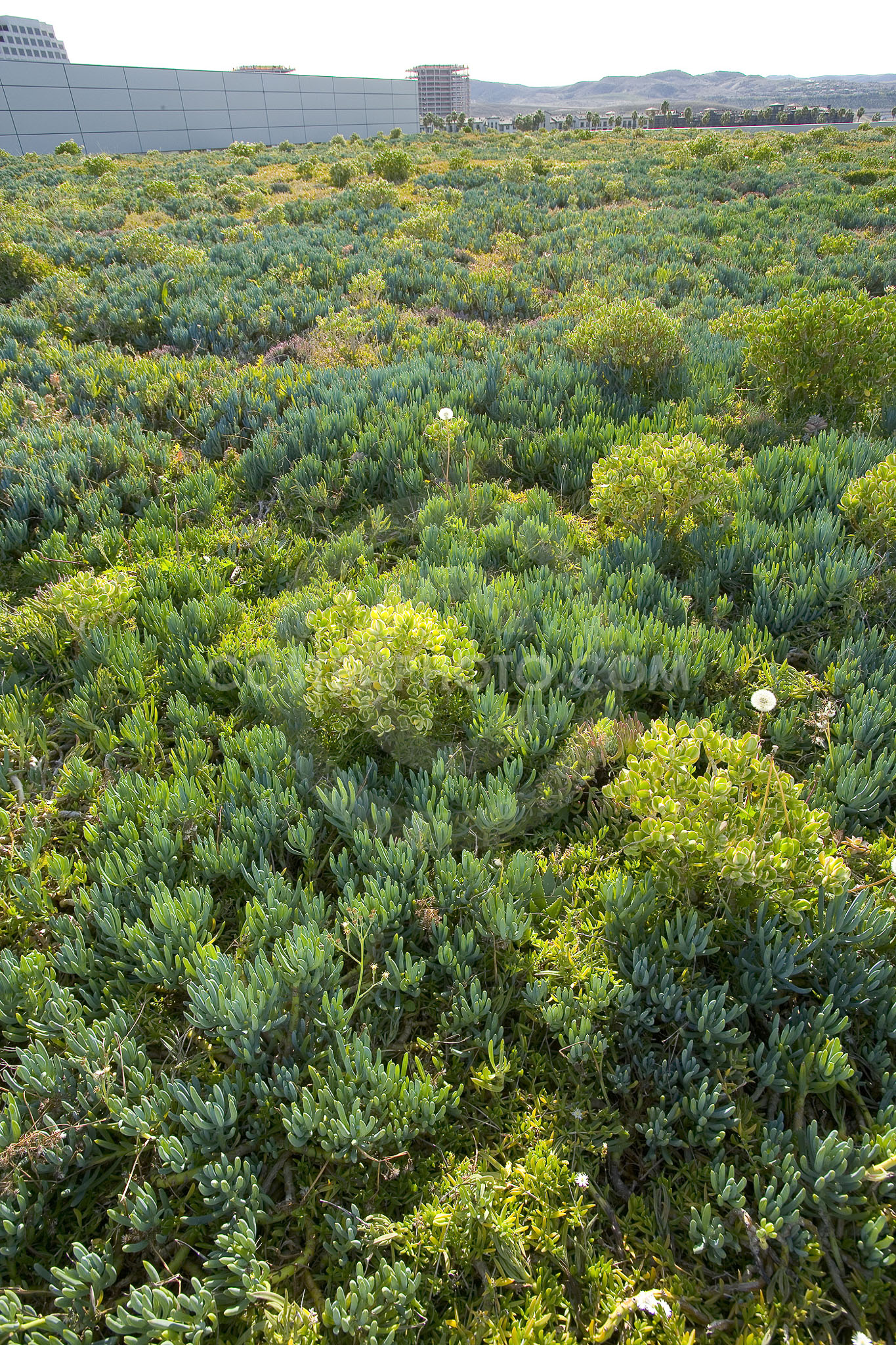 PAG Green Roof 046