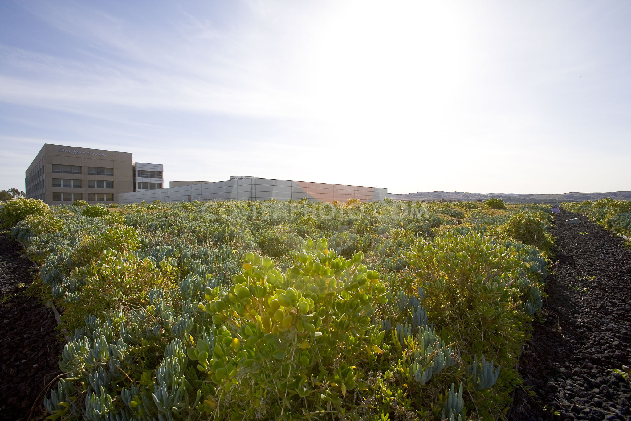 PAG Green Roof 049
