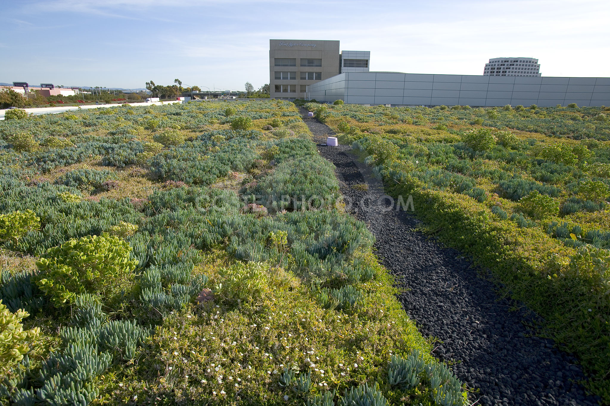PAG Green Roof 054