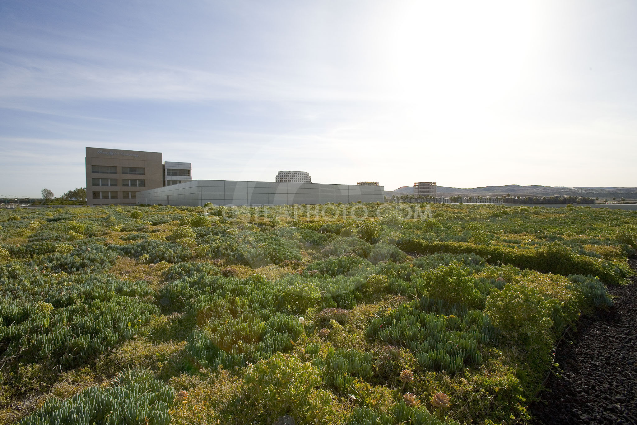 PAG Green Roof 057