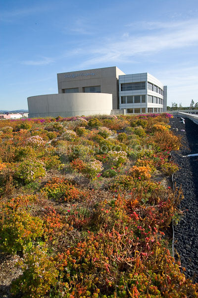 PAG-Green-Roof-028.JPG