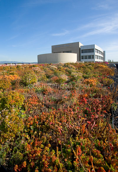 PAG-Green-Roof-029.JPG