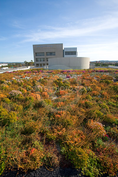 PAG-Green-Roof-031.JPG