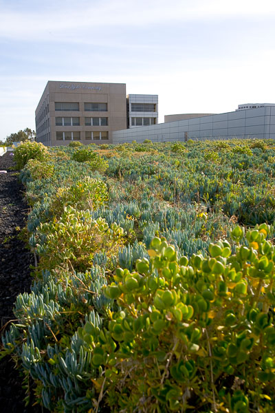 PAG-Green-Roof-045.JPG