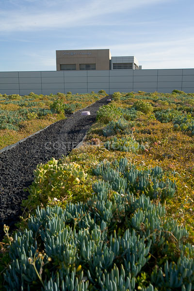PAG-Green-Roof-048.JPG