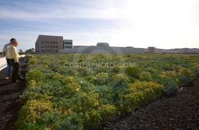 PAG-Green-Roof-050.JPG
