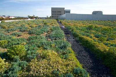 PAG-Green-Roof-054.JPG